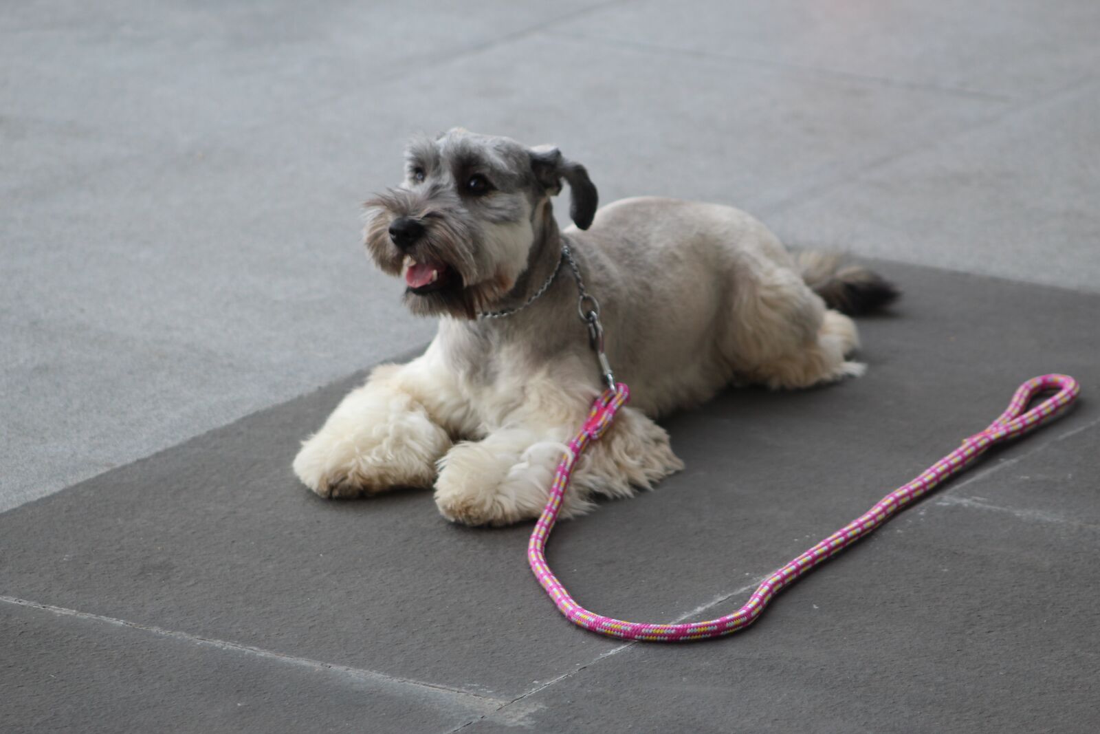 Canon EF75-300mm f/4-5.6 sample photo. Schnauzer, dog training, stay photography