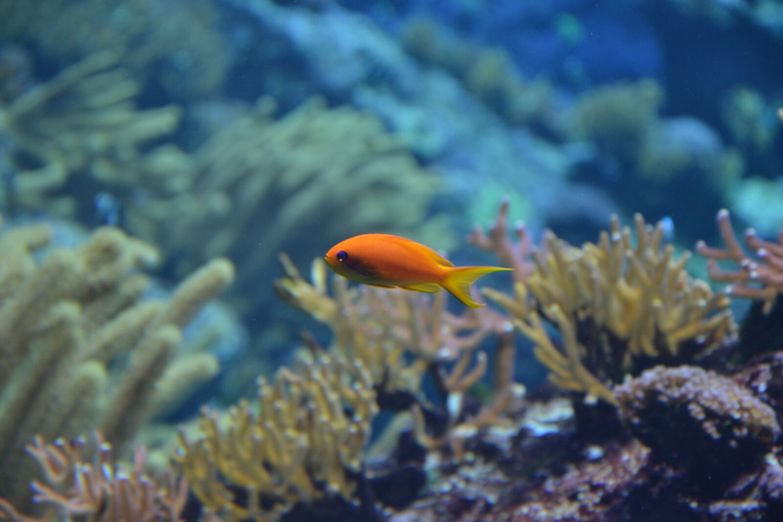Nikon D3100 sample photo. Fish, dory, water photography