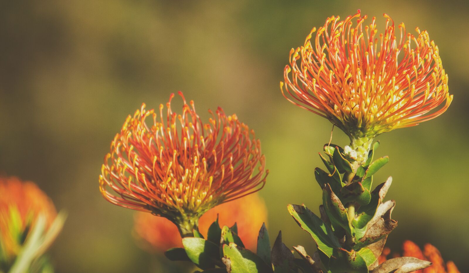 Nikon D7000 sample photo. Protea, pink, flower photography