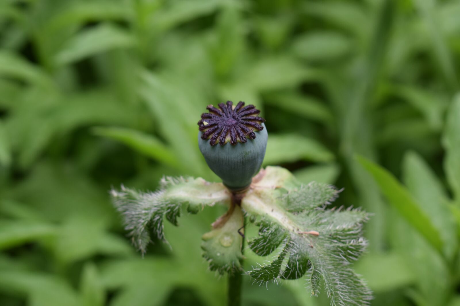 Nikon D3300 sample photo. Poppy, flowers, flower photography