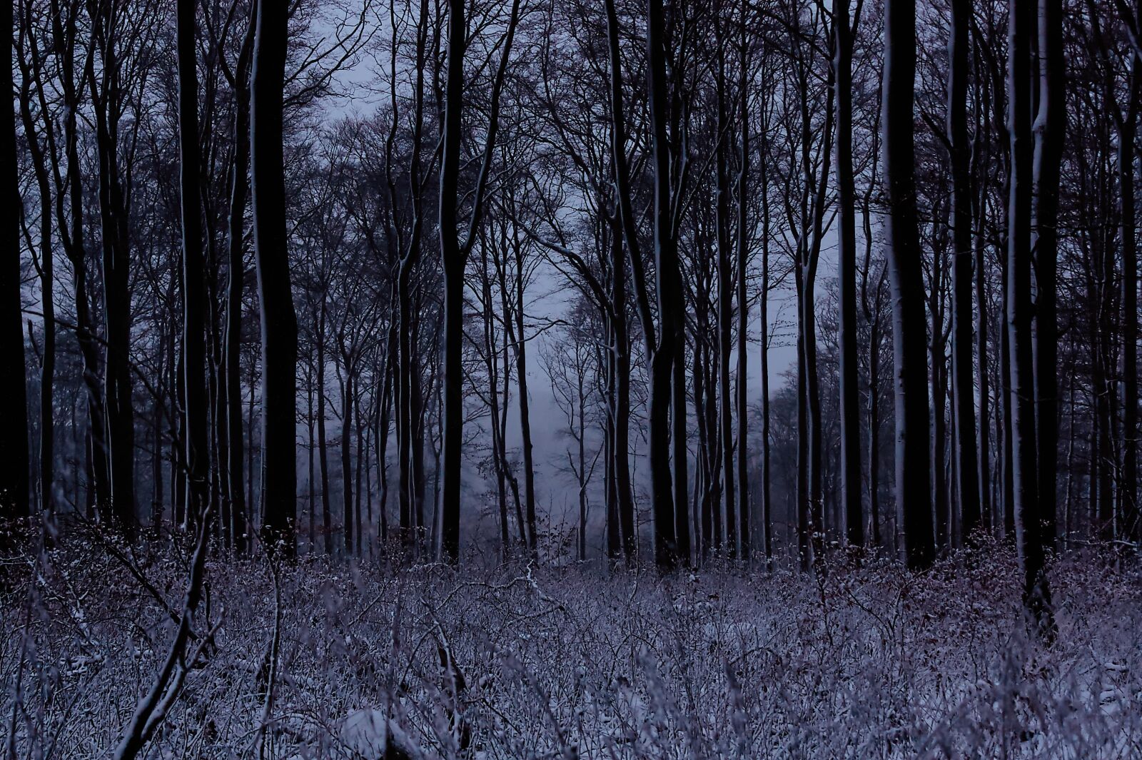 Canon EOS 450D (EOS Rebel XSi / EOS Kiss X2) sample photo. Winter, landscape, snow photography