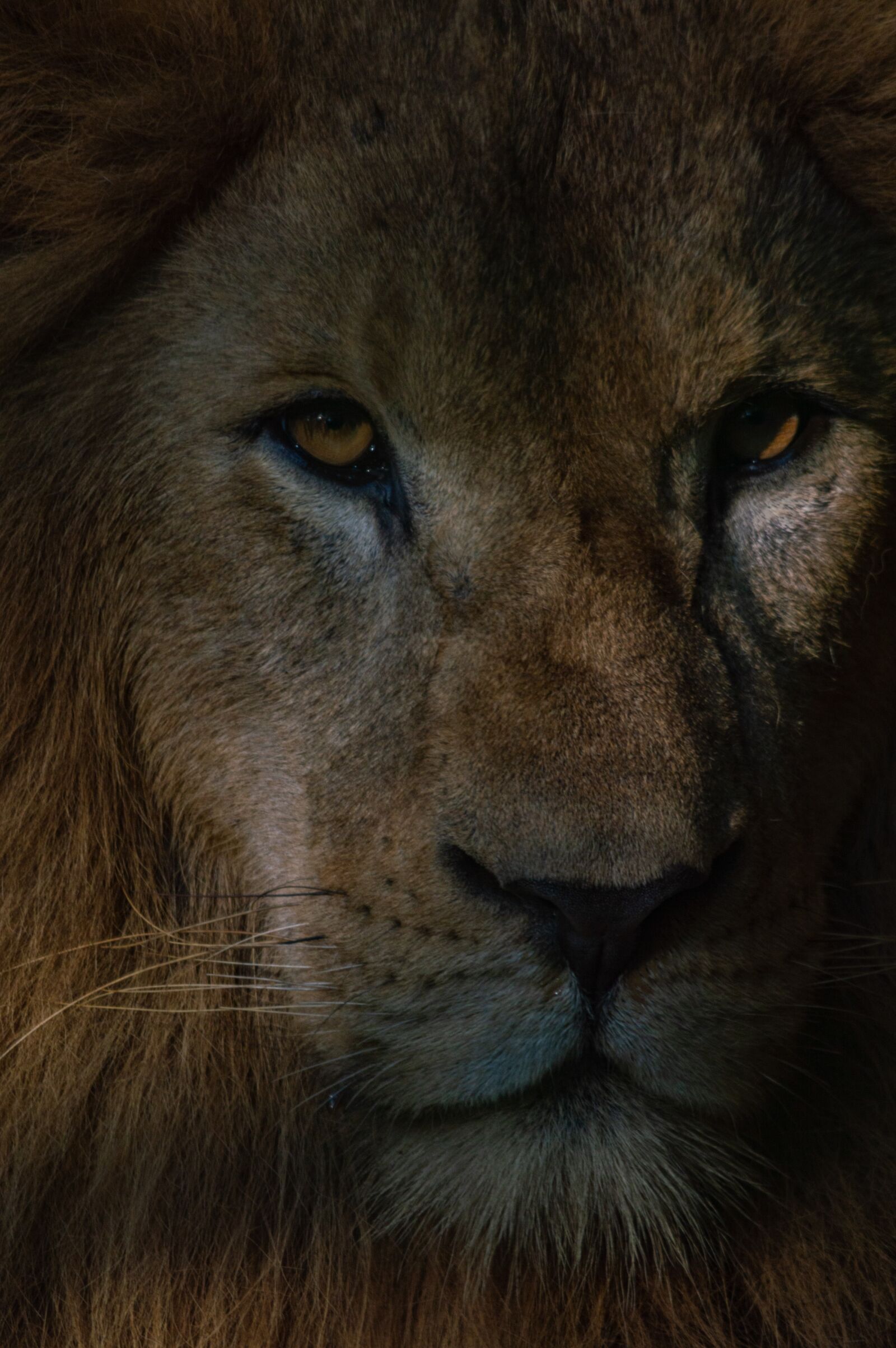 Nikon D3200 sample photo. Lion, mammal, animal photography