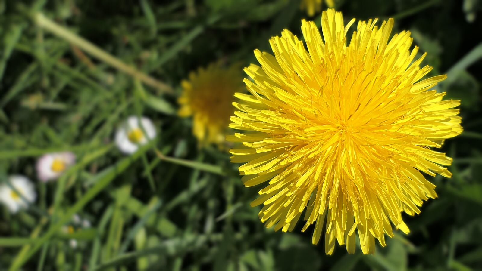 Panasonic Lumix DMC-FZ2500 (Lumix DMC-FZ2000) sample photo. Dandelion, white, yellow photography