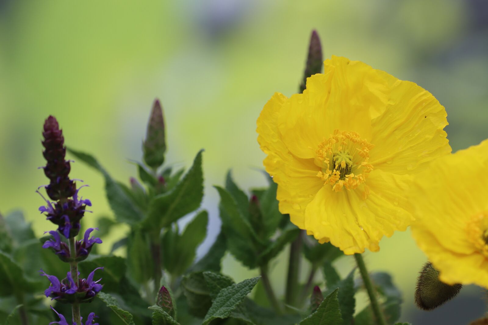 Canon EOS 90D sample photo. Poppy, sage color, meadow photography