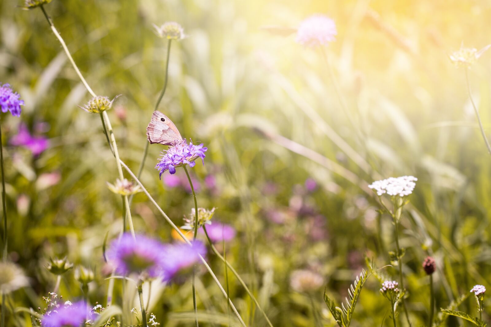 Nikon D7100 sample photo. Summer meadow, natural lawn photography