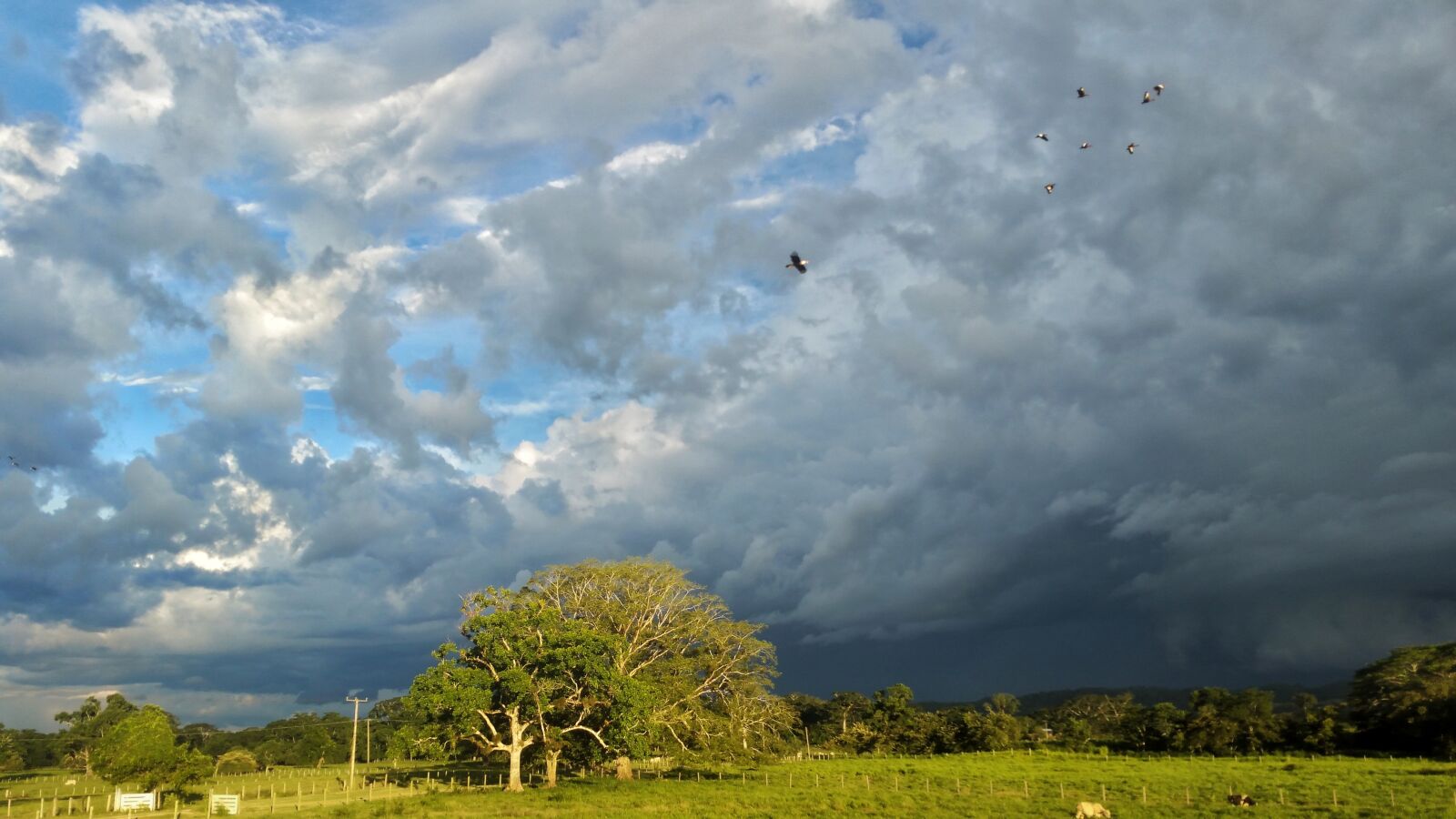 Samsung Galaxy Note4 sample photo. Pasture, clouds, cows photography