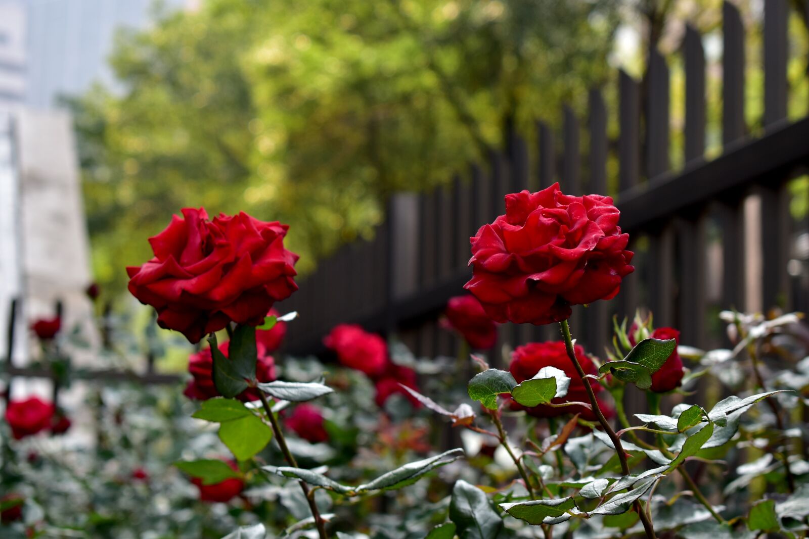 Nikon D5600 sample photo. Rosa, flower, garden photography