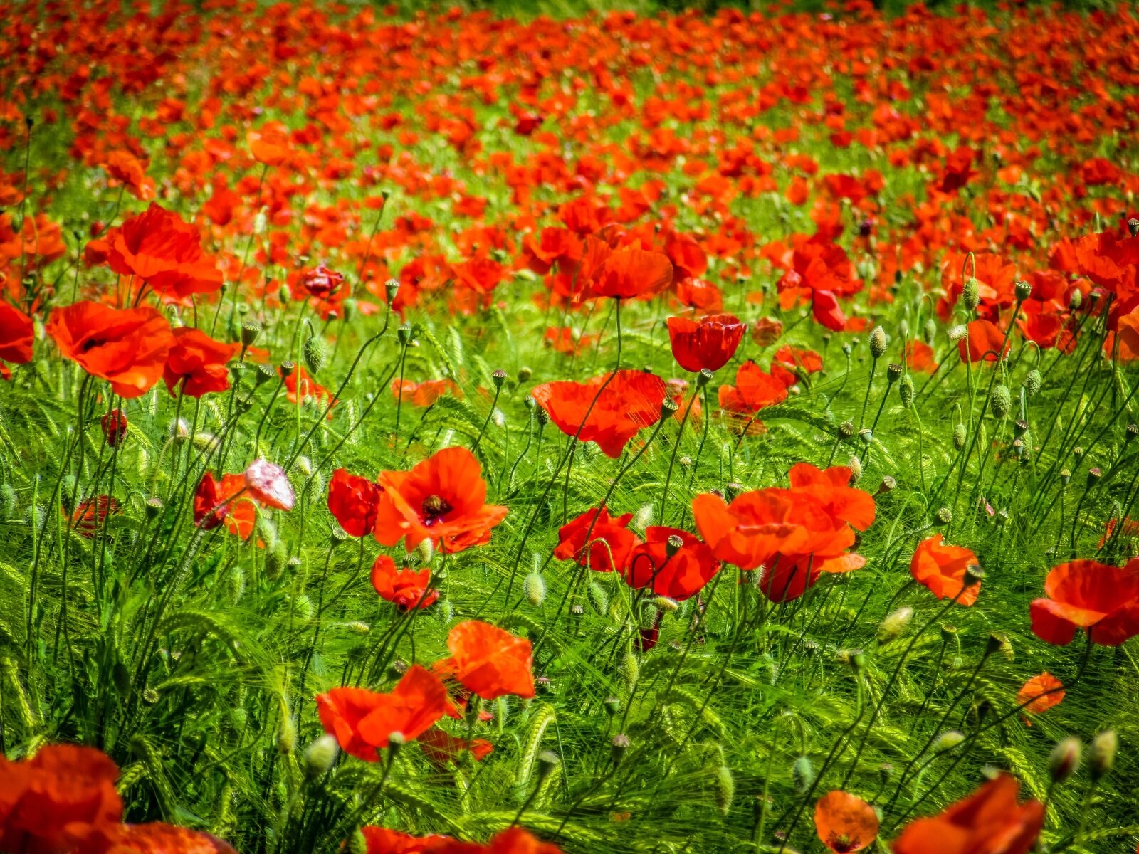 Canon PowerShot SX600 HS sample photo. Poppies, red, field photography