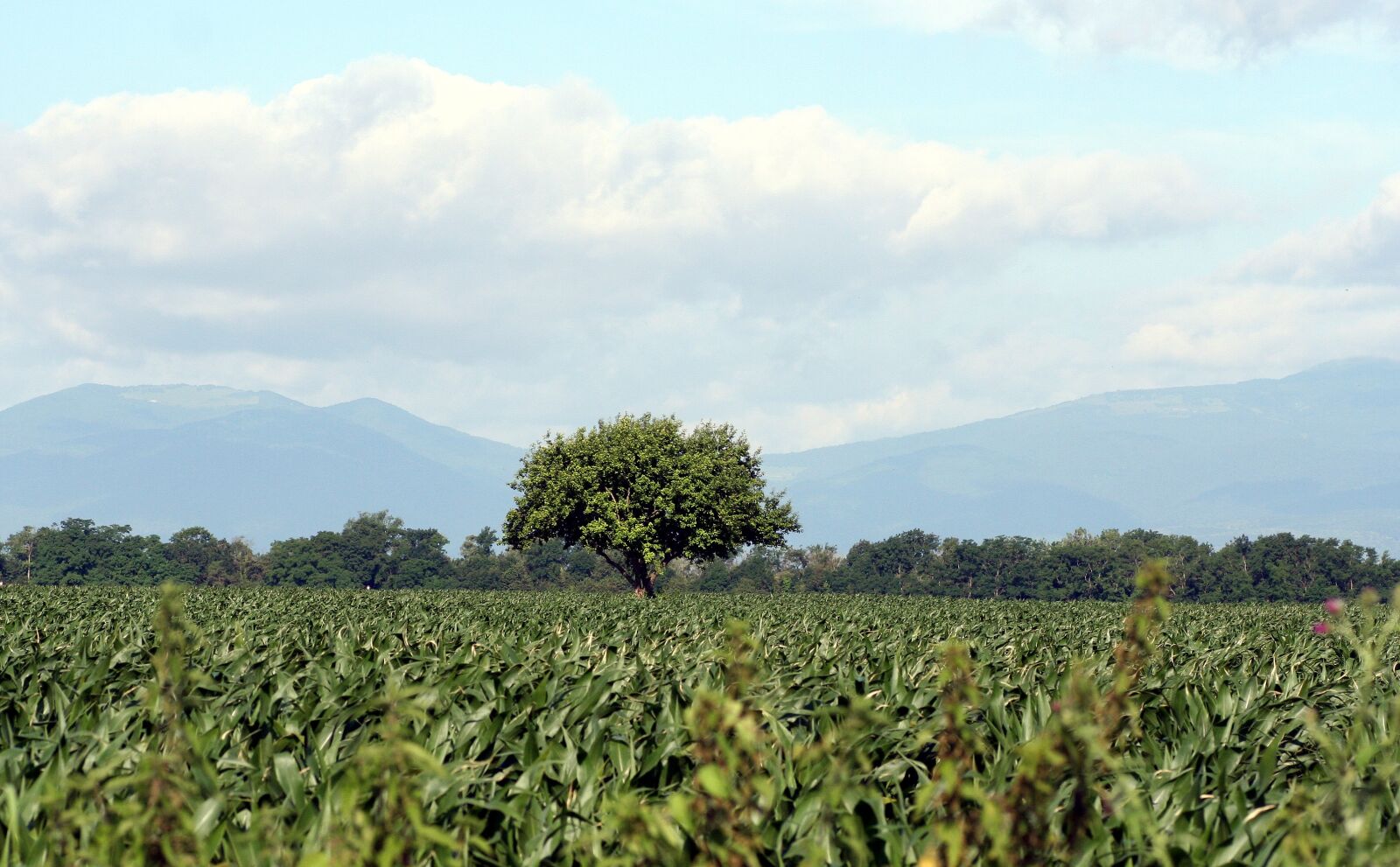 Canon EOS 350D (EOS Digital Rebel XT / EOS Kiss Digital N) sample photo. Tree, corn, sky photography