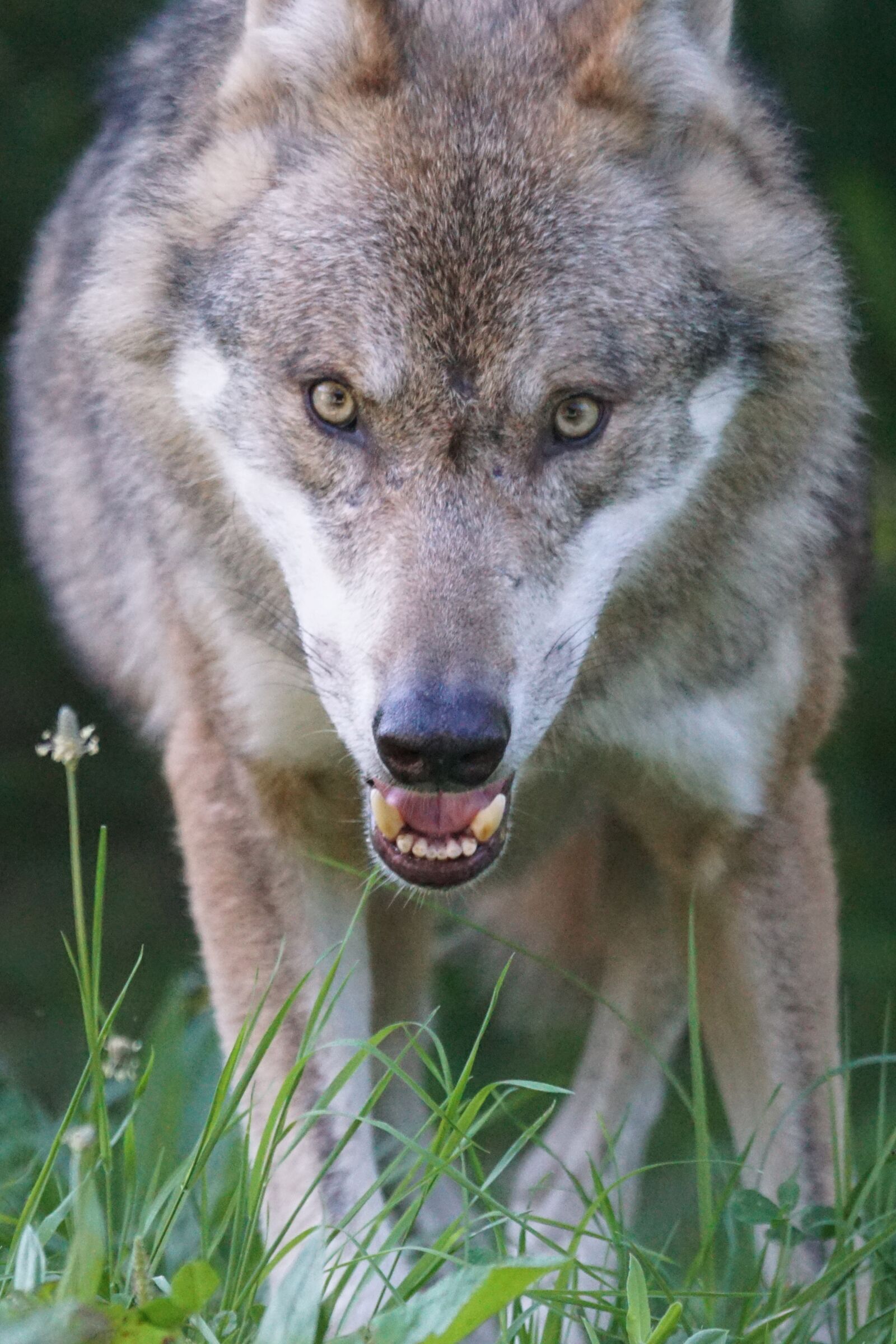 Sony ILCA-77M2 + Sony 70-400mm F4-5.6 G SSM sample photo. Wolf, predator, european wolf photography