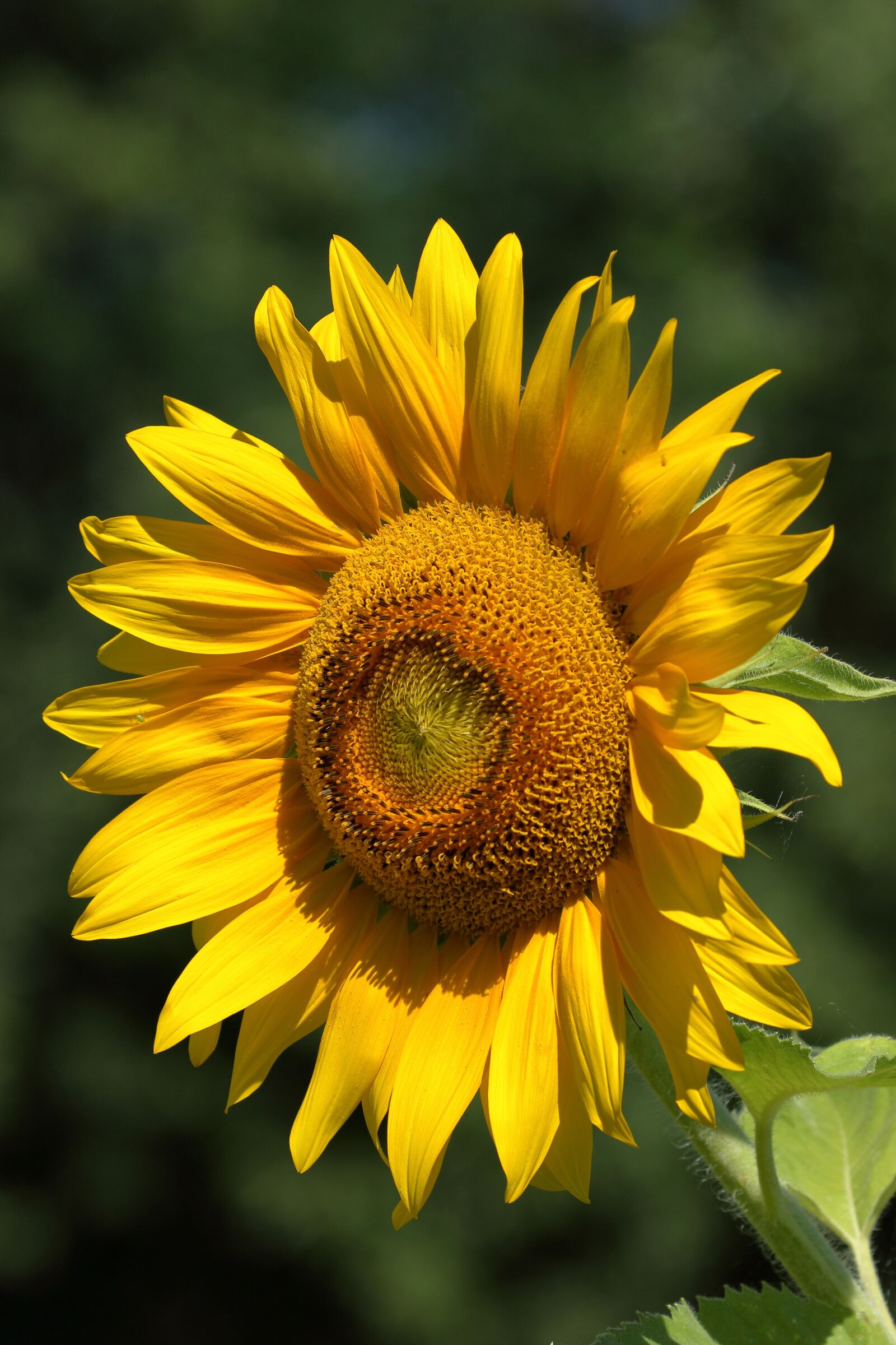Canon EOS 7D Mark II sample photo. Petals, sunflower, nature photography