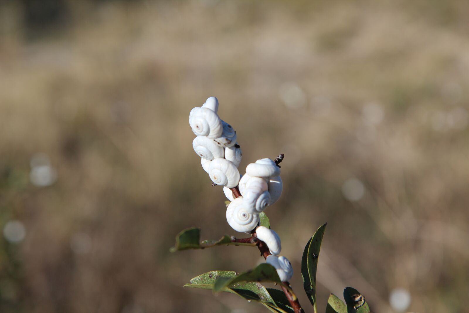 Canon EOS 600D (Rebel EOS T3i / EOS Kiss X5) sample photo. Snails, snail white, nature photography