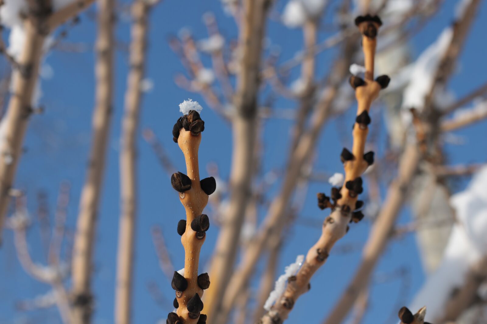 Canon EOS 70D + Canon EF 50mm F1.8 STM sample photo. Outdoors, nature, tree photography