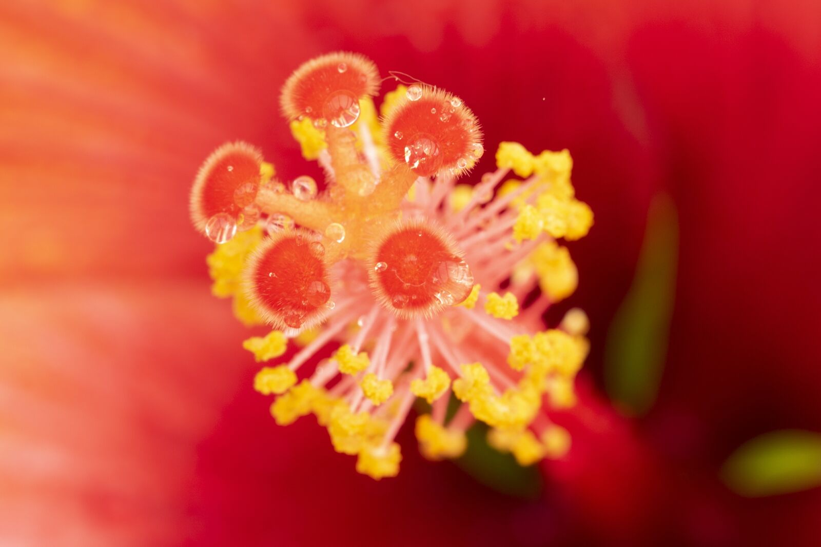 Canon EOS 7D Mark II + Canon EF 100mm F2.8L Macro IS USM sample photo. Flower, hibiscus, stamen photography