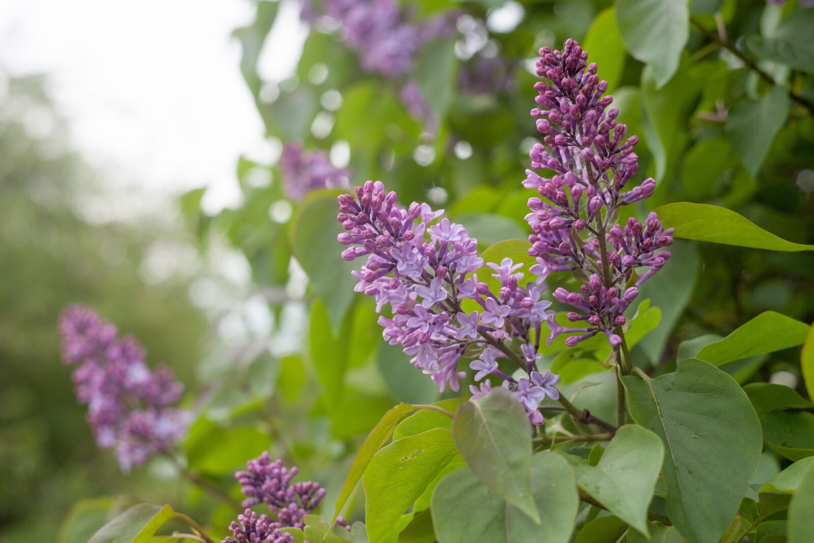 Canon EOS 5D Mark II sample photo. Lilac, flowers, greens photography