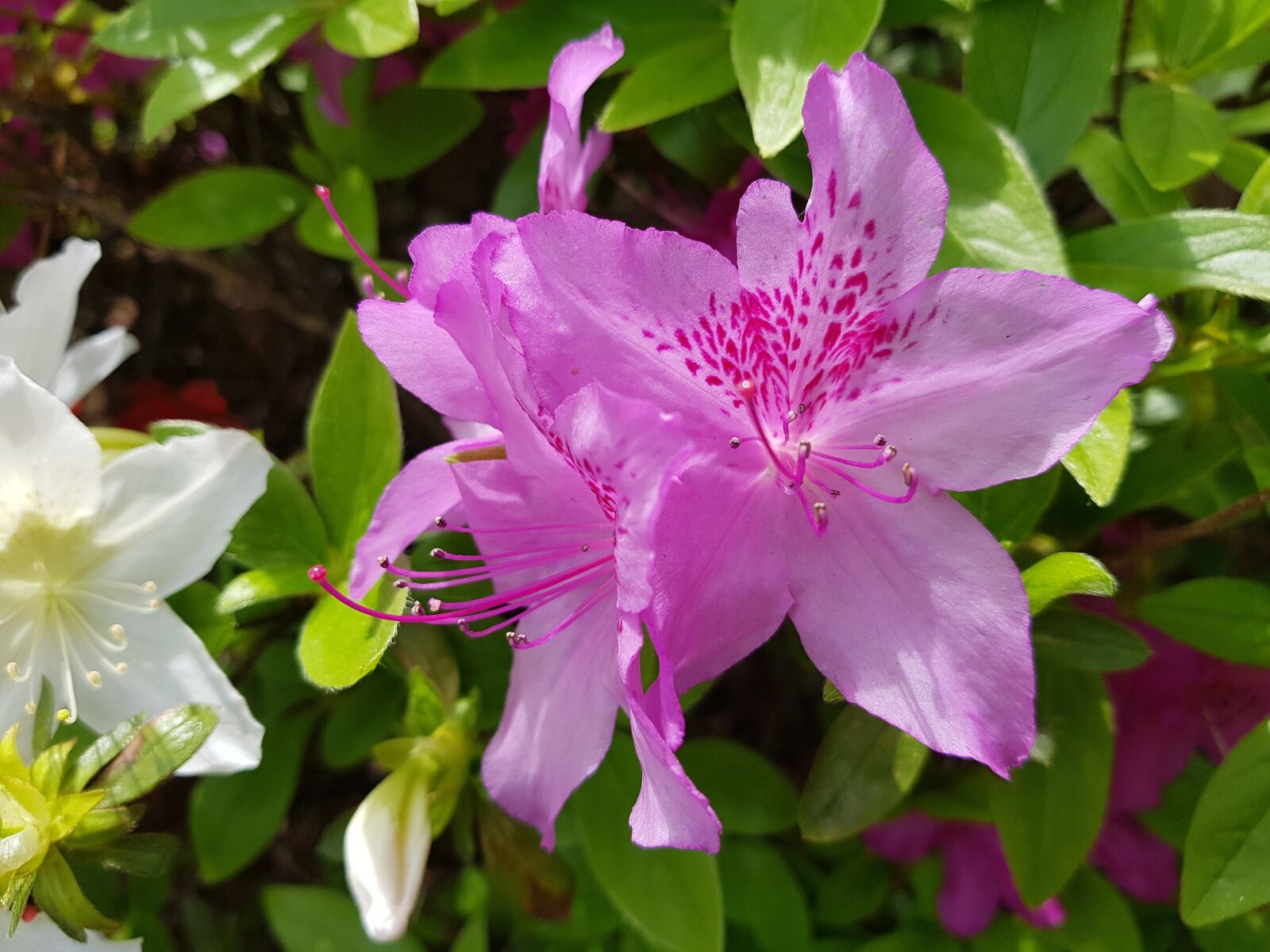 Samsung Galaxy S8+ sample photo. Flowers, beautiful, spring flowers photography