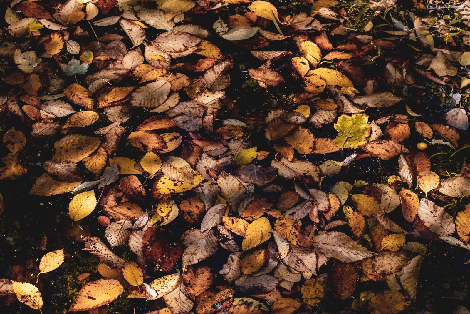 Nikon D5600 sample photo. Leaves, autumn, fallen photography