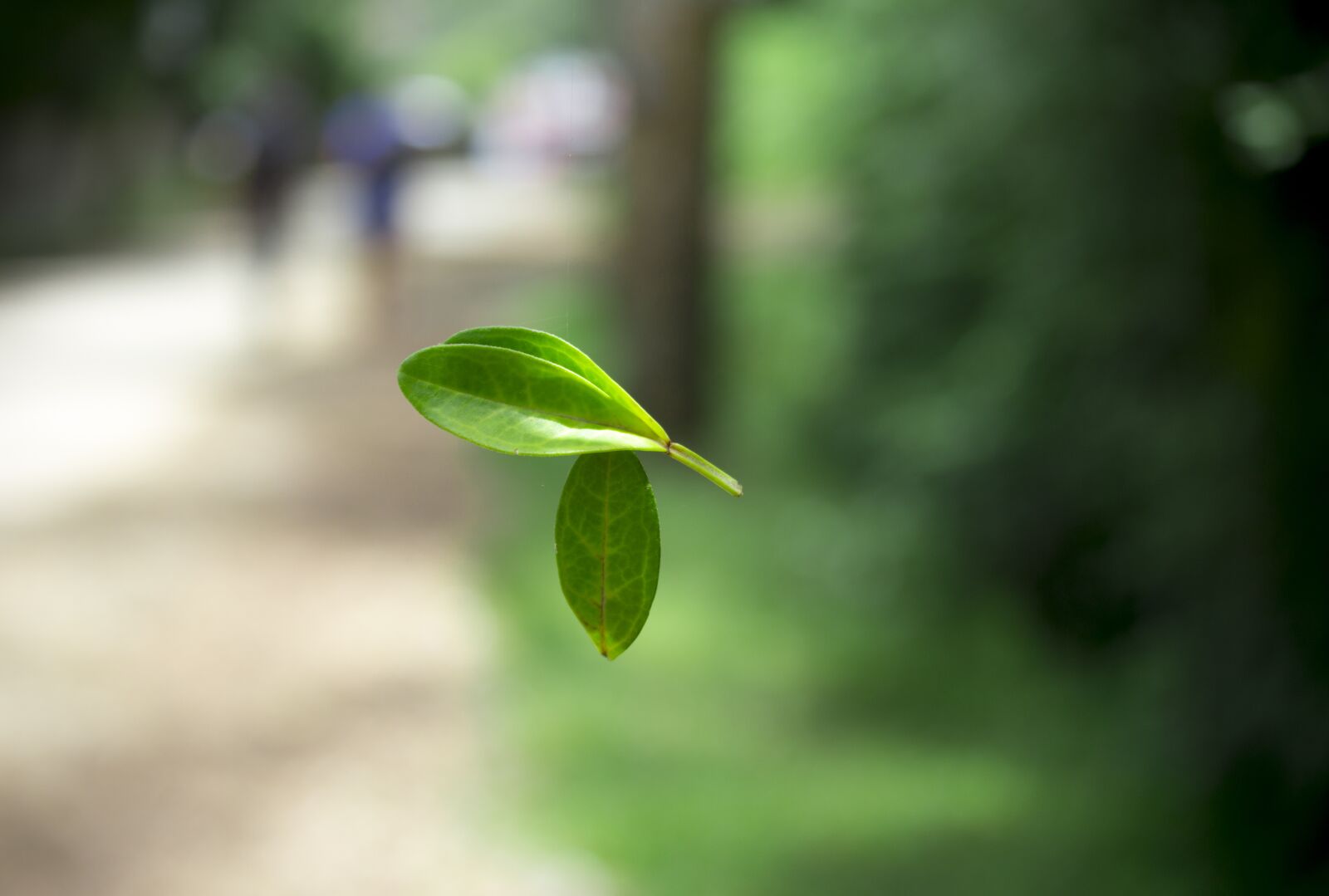 Canon EOS 600D (Rebel EOS T3i / EOS Kiss X5) sample photo. Leaf, close, leaves photography