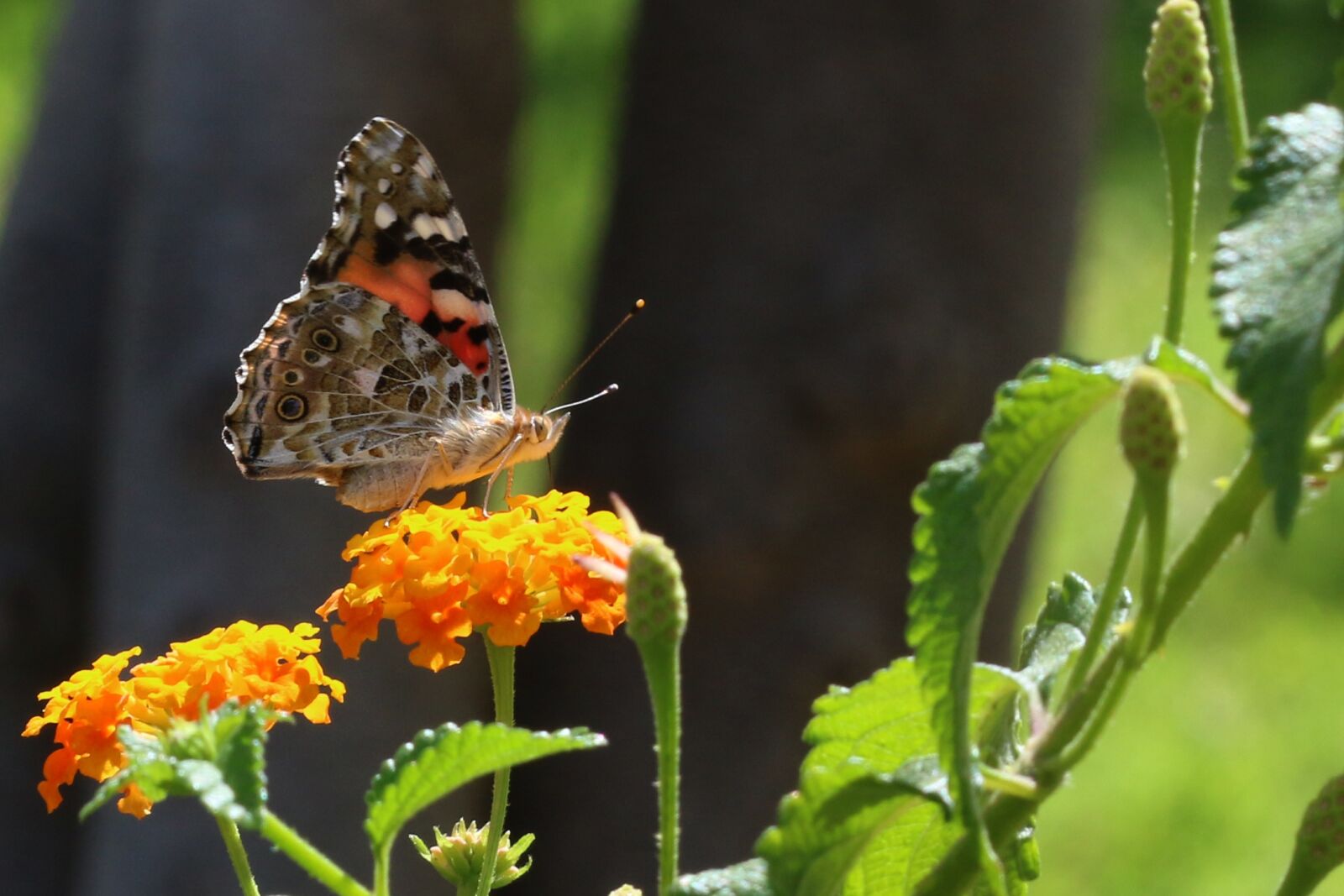 Canon EOS 70D + Canon EF 100mm F2.8 Macro USM sample photo. Butterfly, macro, close photography