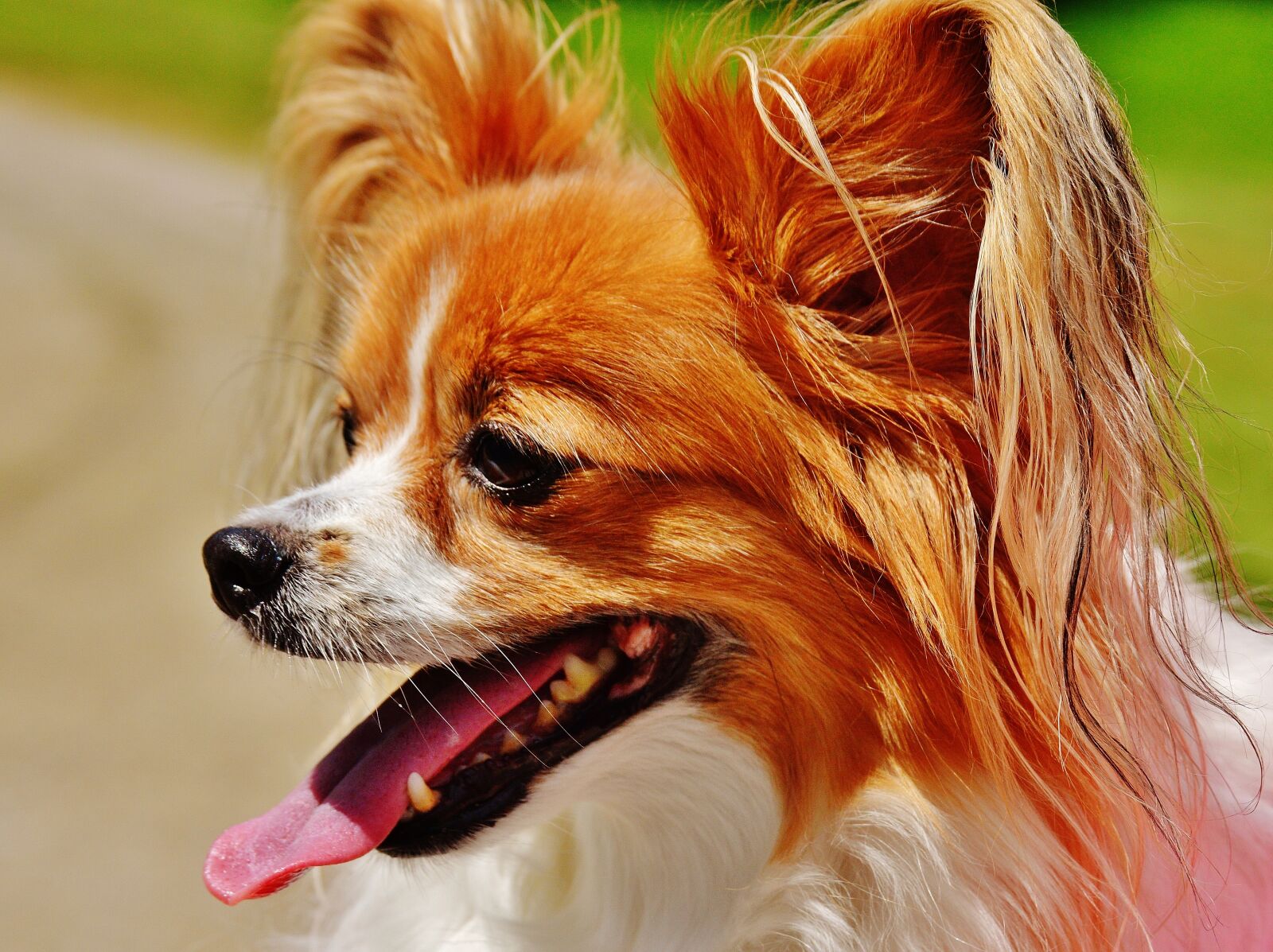 Nikon D3200 sample photo. Dog, chihuahua, cute photography