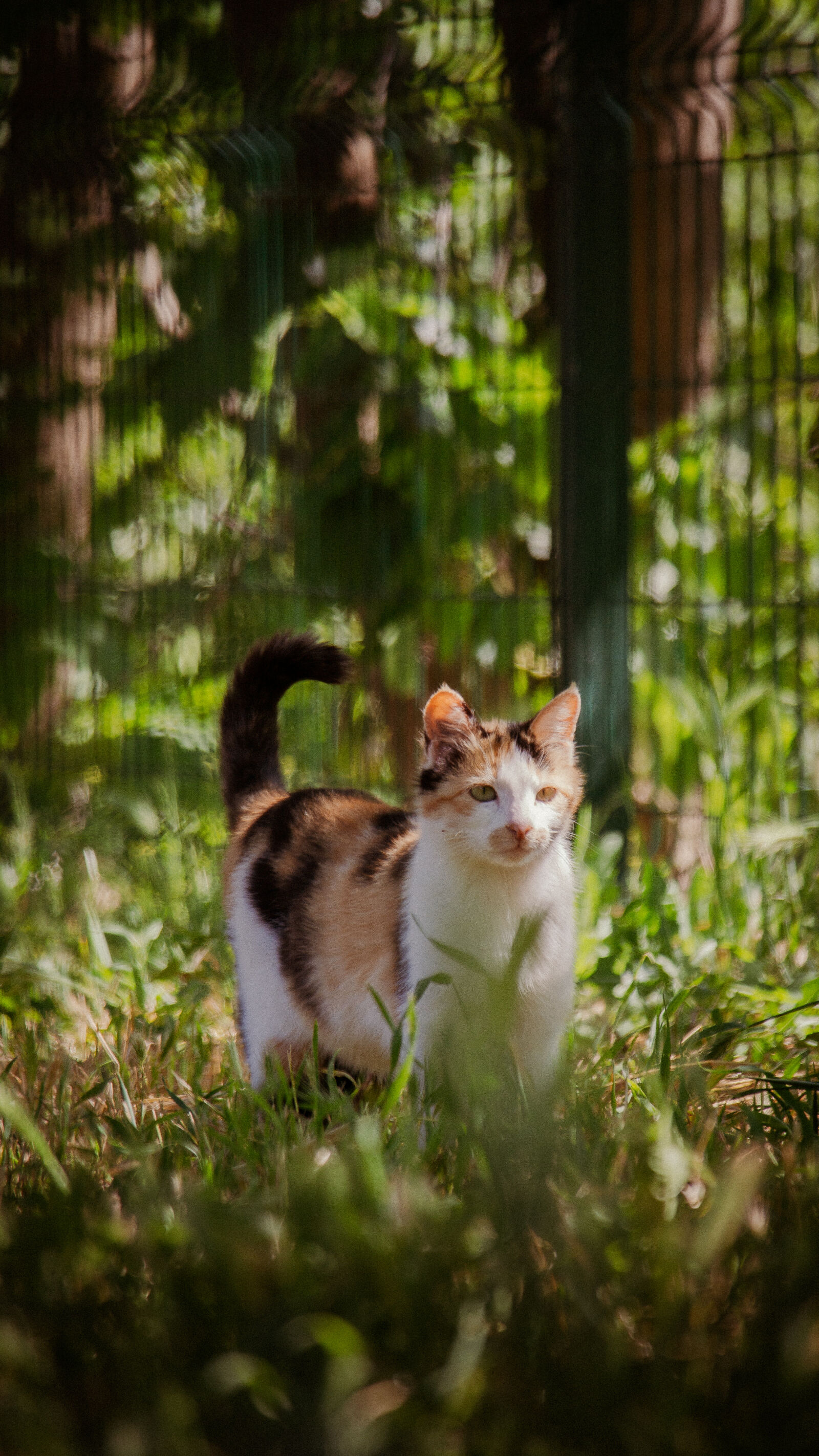 Samsung NX 50-200mm F4-5.6 ED OIS sample photo