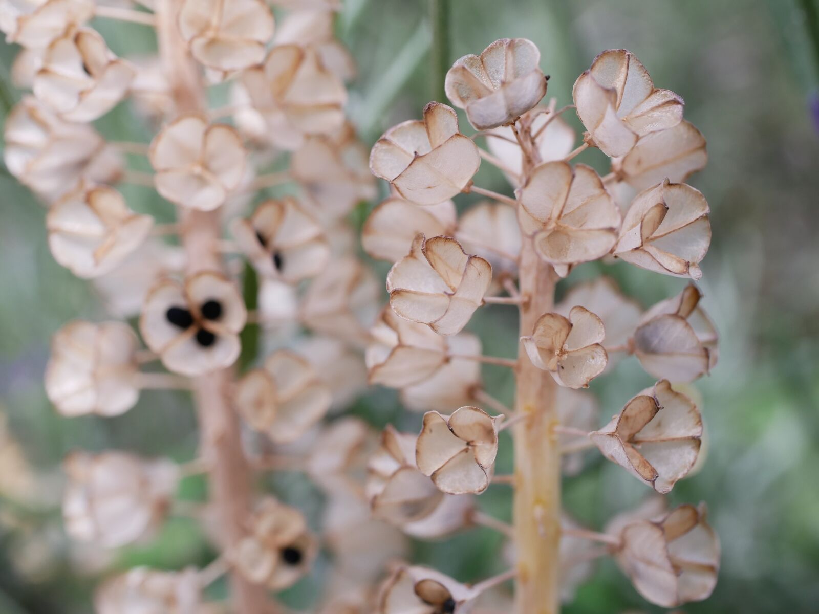 Panasonic Lumix DMC-GX85 (Lumix DMC-GX80 / Lumix DMC-GX7 Mark II) sample photo. Flower, seeds was, plant photography