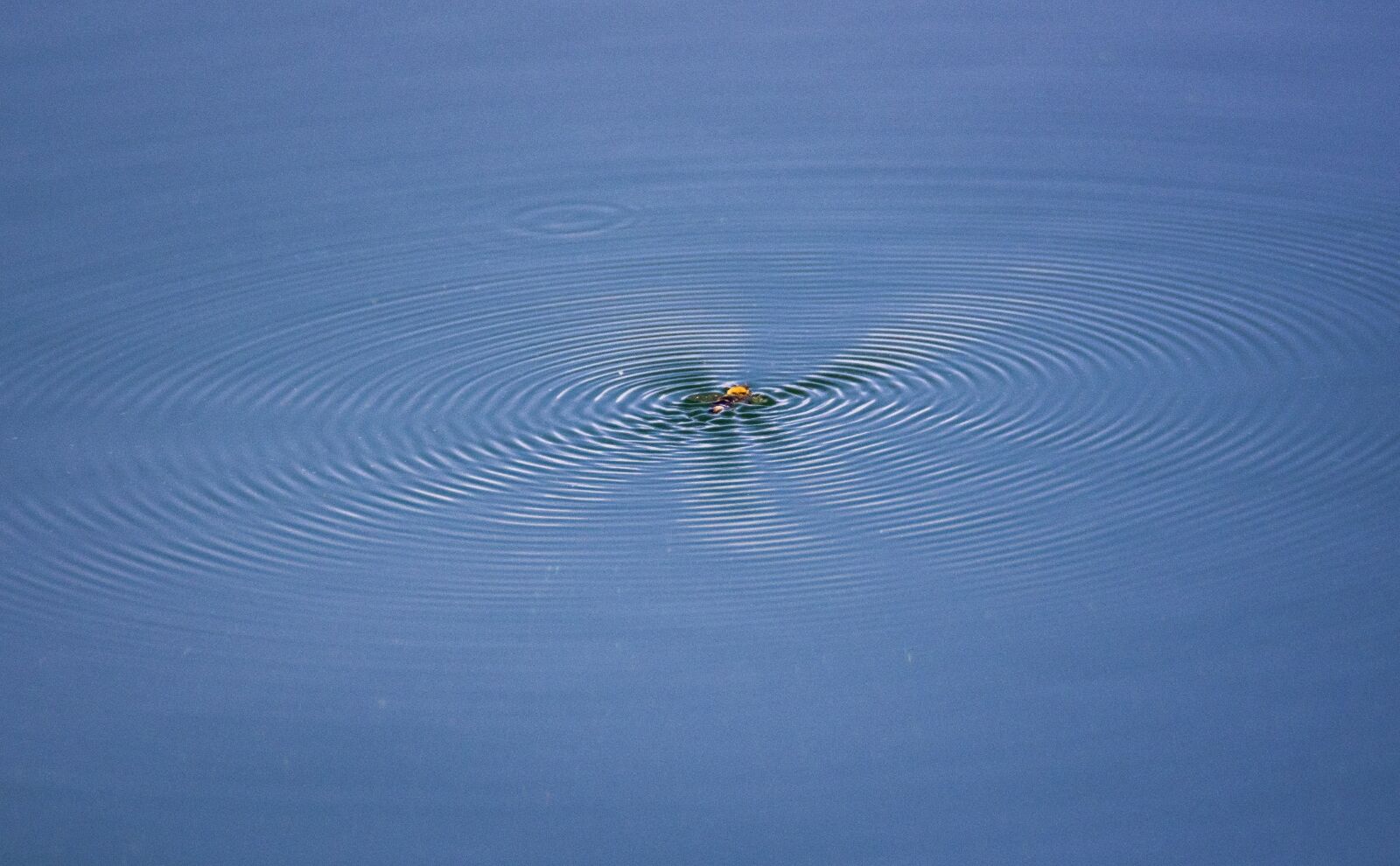 Nikon D7200 sample photo. Lake, circles, nature photography