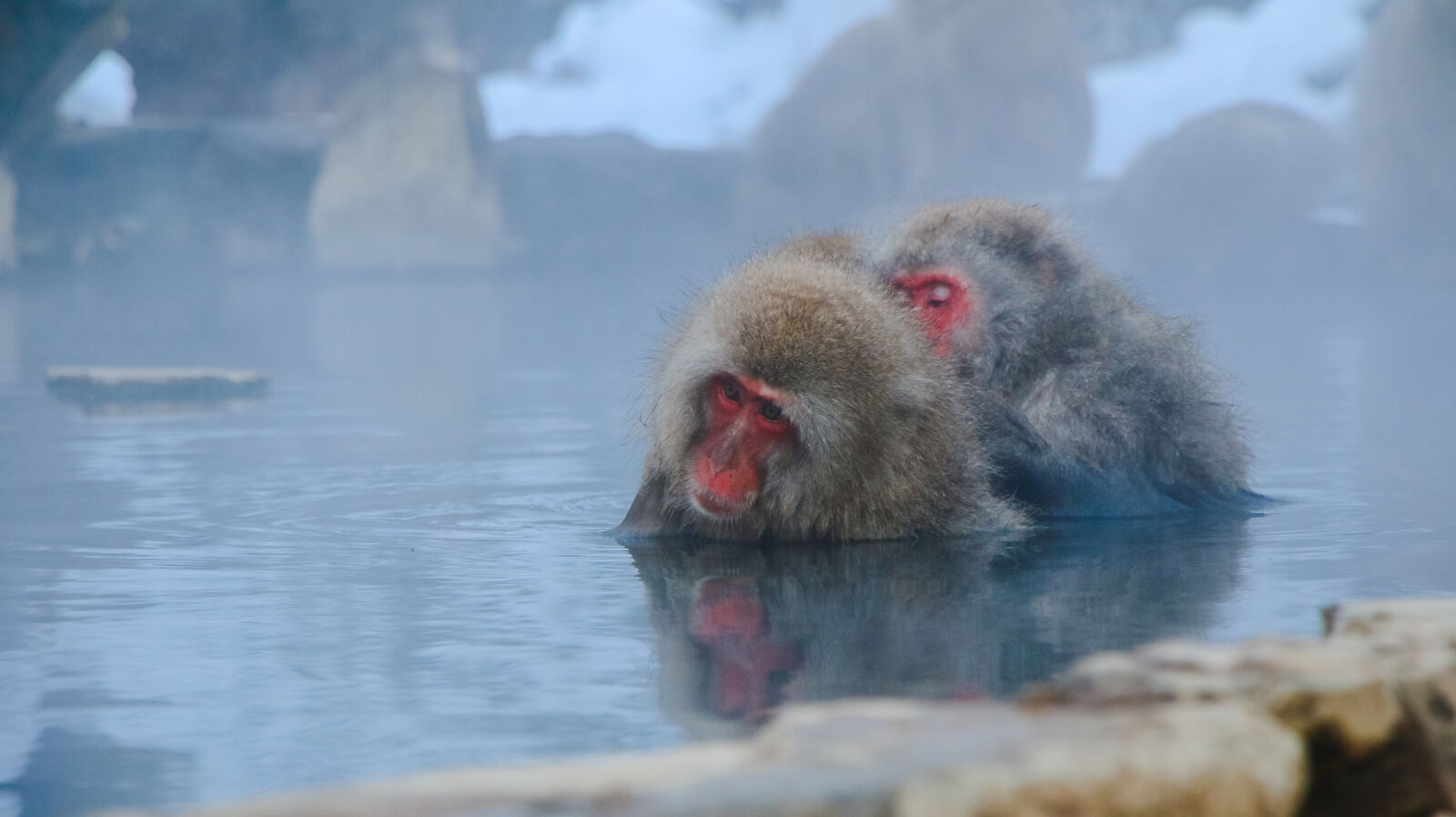 Canon EOS 70D sample photo. Animal, photography, animals, cute photography