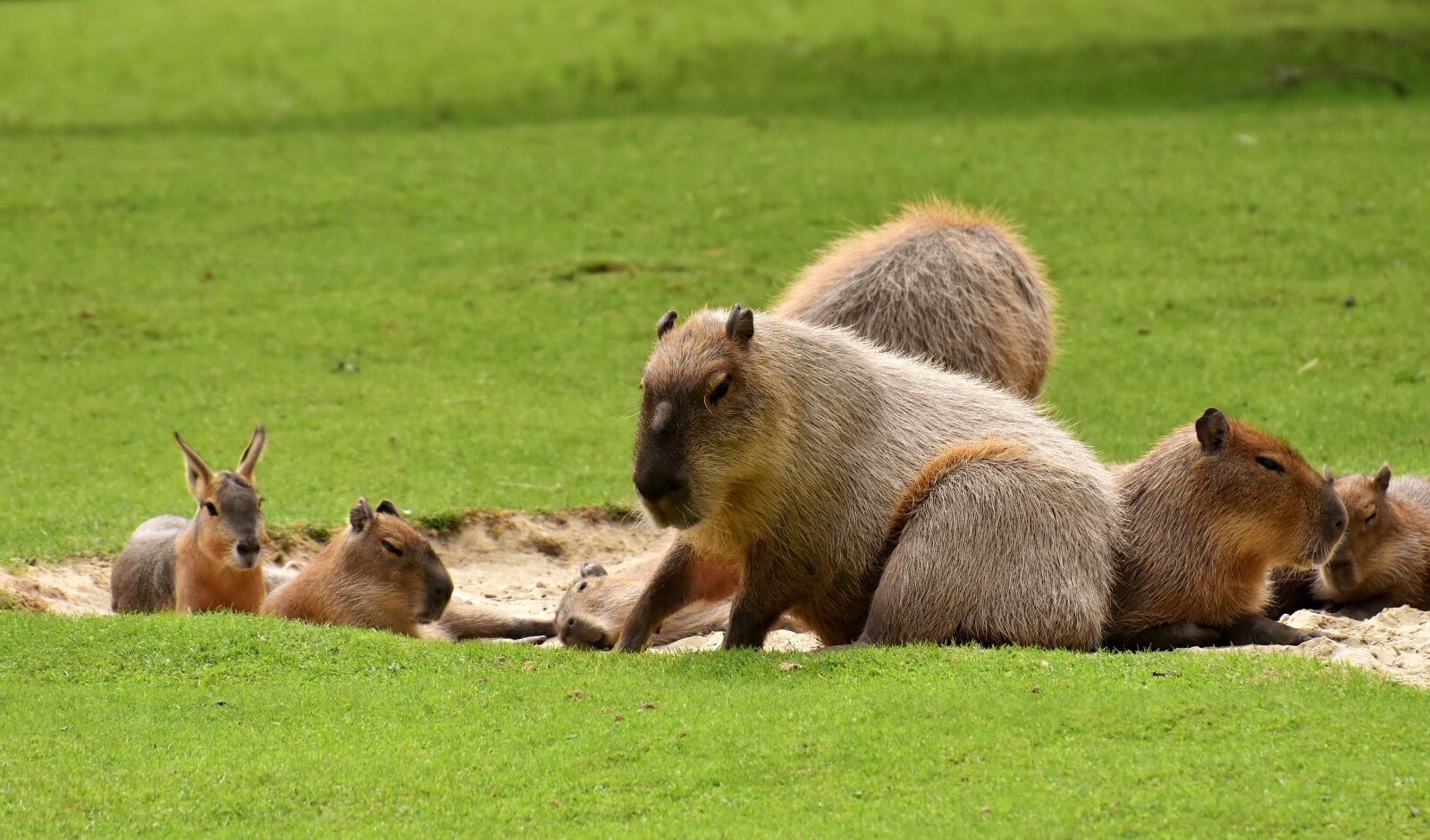 Nikon D7200 sample photo. Water pigs, capybara, animal photography
