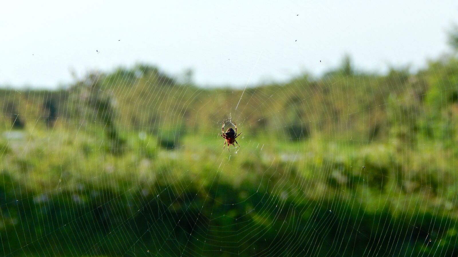 Nikon Coolpix L830 sample photo. Web, spider, network photography