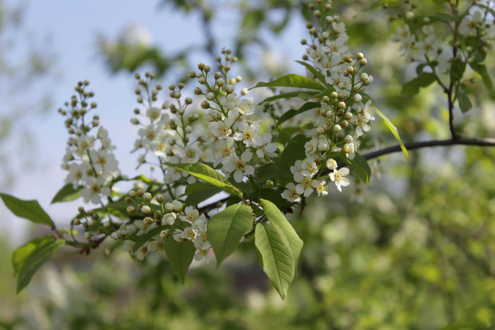 Canon EOS 1200D (EOS Rebel T5 / EOS Kiss X70 / EOS Hi) sample photo. Bird cherry, bird-cherry branch photography