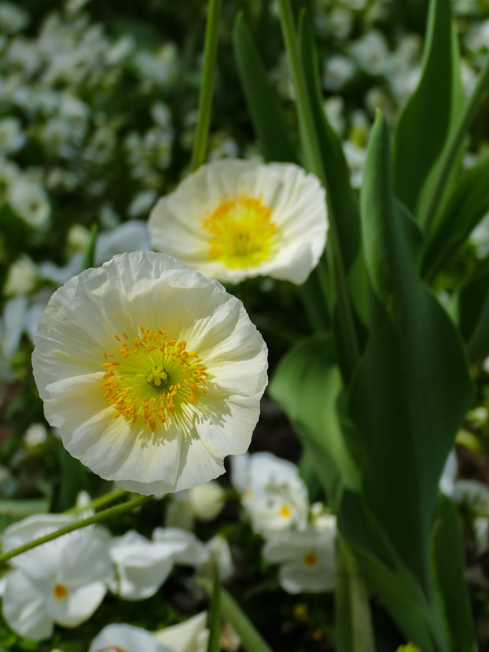 Panasonic Lumix DMC-FZ1000 sample photo. White flowers, flowers, large photography