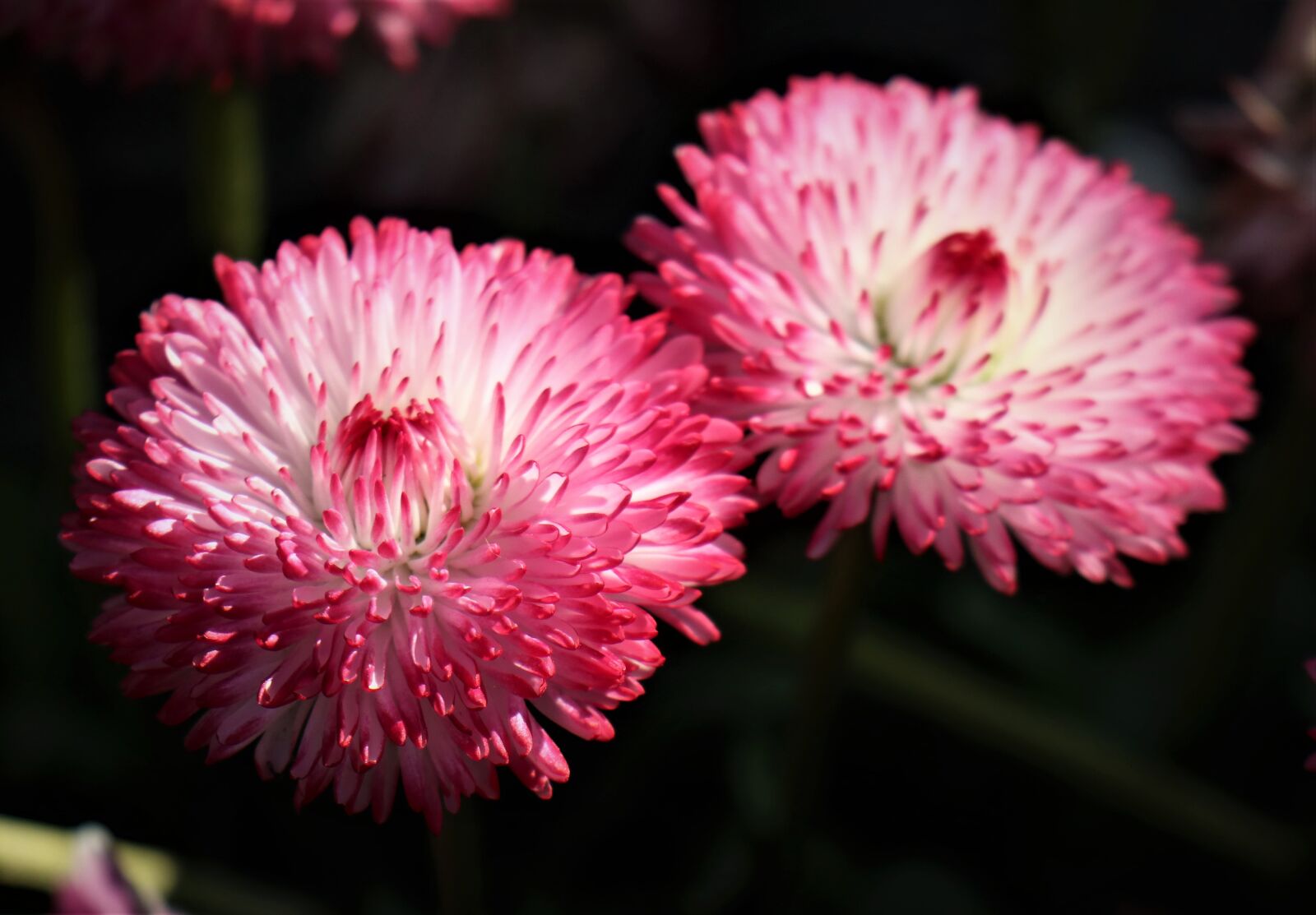 Canon EOS M6 sample photo. Daisies, delicate, flowering photography
