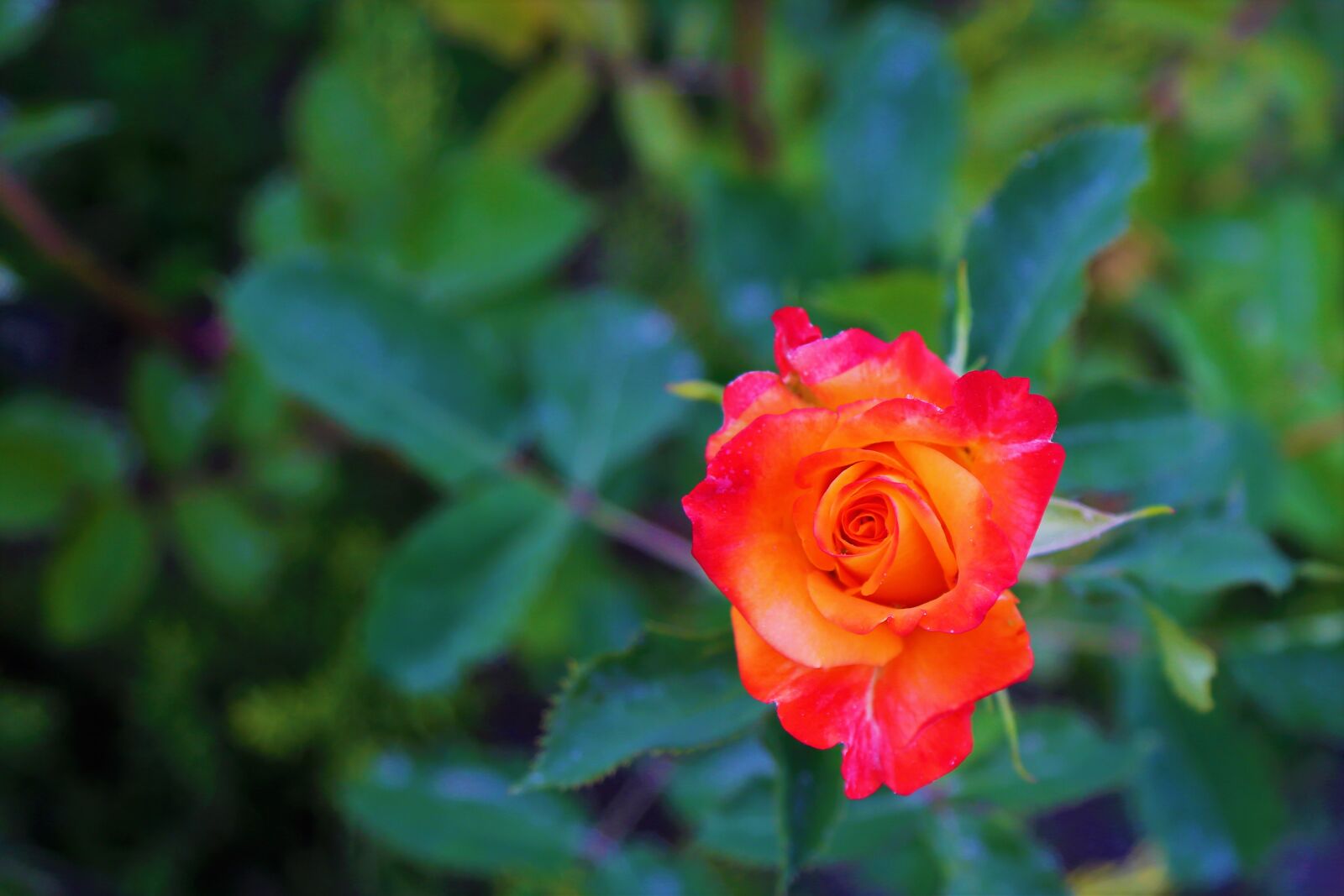 Canon EF 24-105mm F4L IS USM sample photo. Rose, spring, orange photography