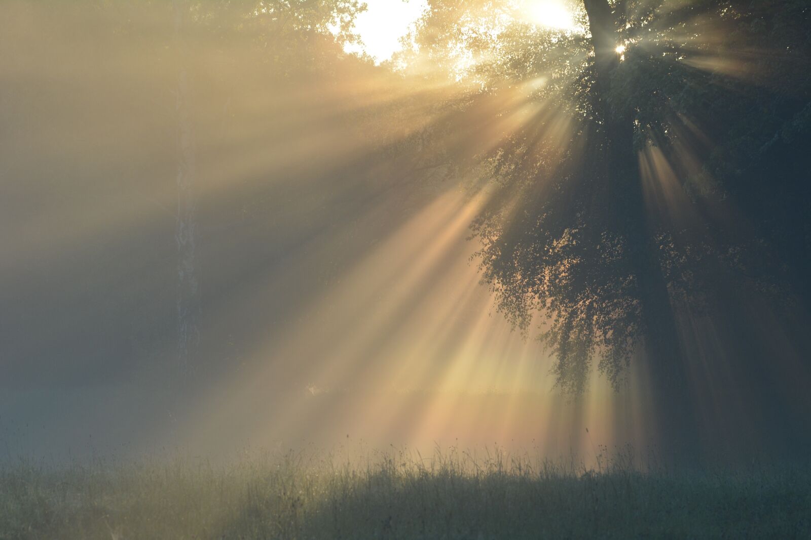 Nikon D5200 sample photo. Sunrise, trees, fog photography