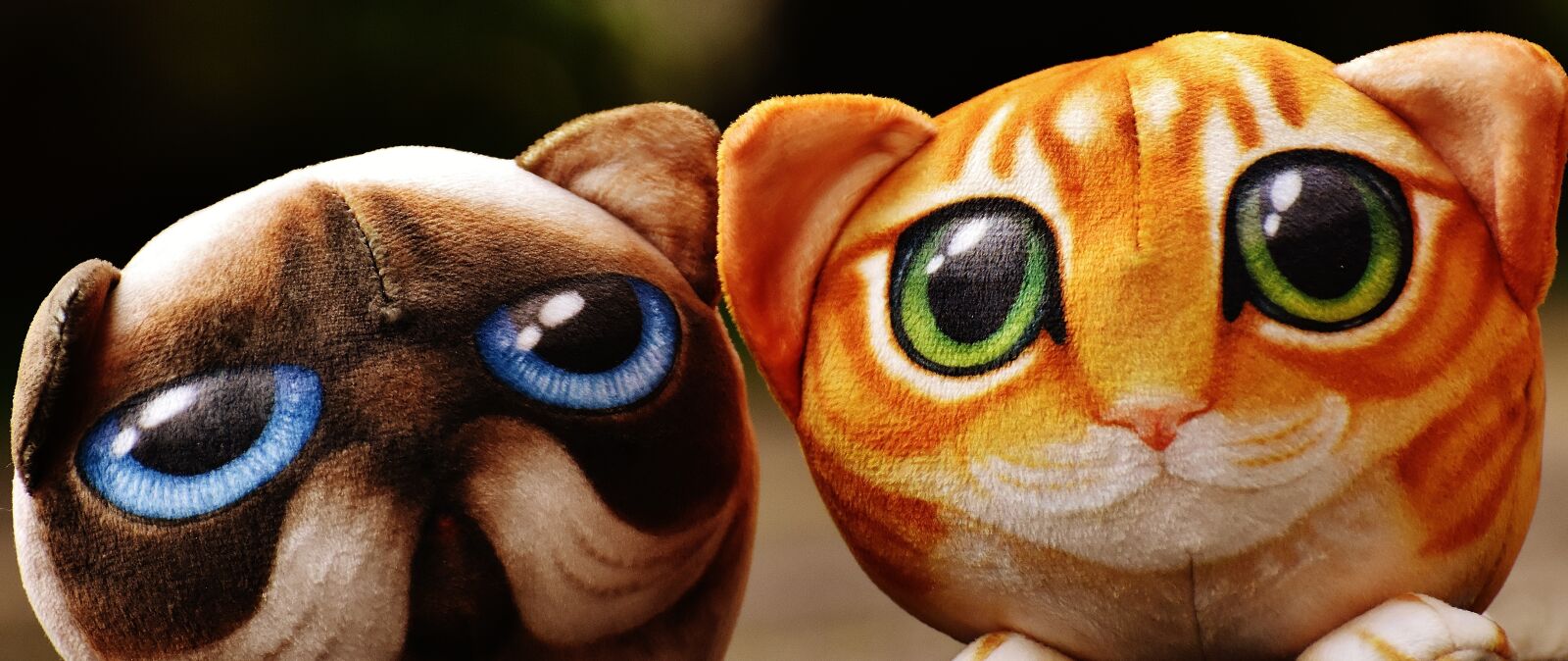 Nikon D7200 sample photo. Cat, stuffed animals, cute photography