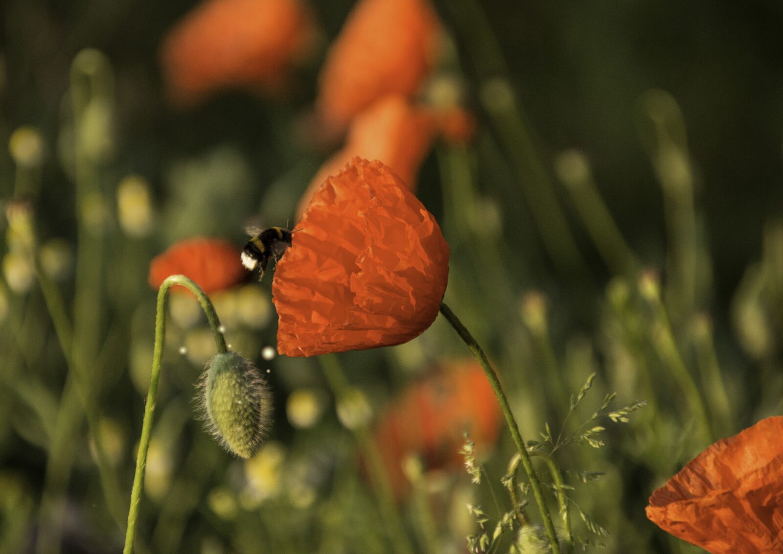 Tamron 18-200mm F3.5-6.3 Di II VC sample photo. Poppy, meadow, flower meadow photography