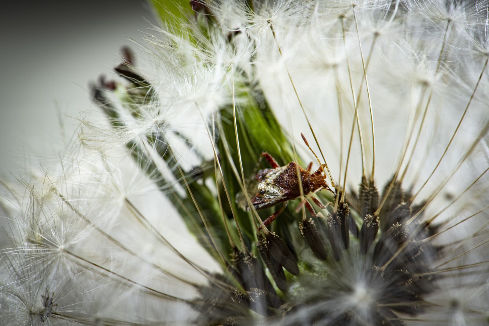 Nikon D750 sample photo. Macro, bug, flora photography