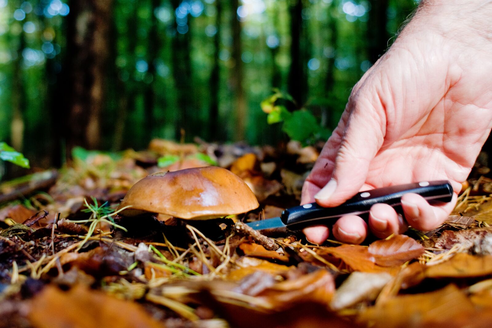 Nikon D90 sample photo. Mushrooms, forest, autumn photography