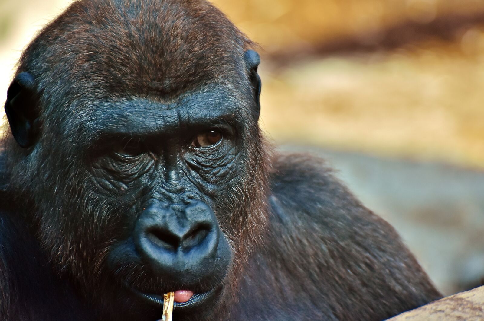 Nikon D7200 sample photo. Gorilla, monkey, animal photography