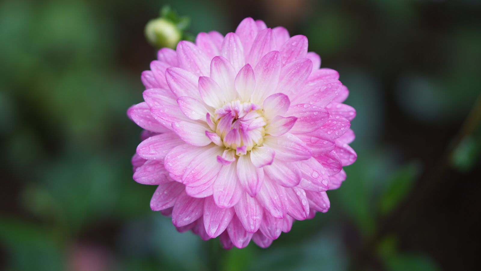 Sony a5100 sample photo. Flower, floral, pink photography