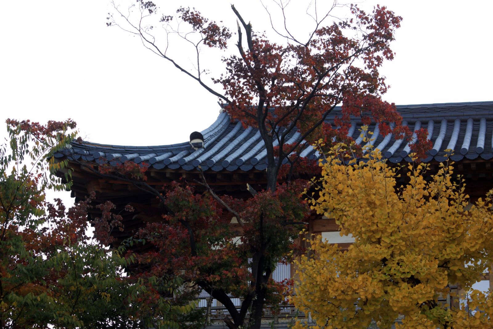 Canon EOS 50D sample photo. Autumn leaves, autumn, roof photography