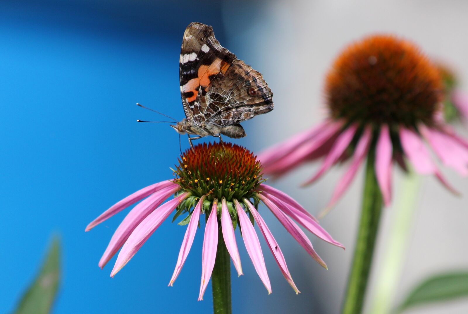 Canon EOS 650D (EOS Rebel T4i / EOS Kiss X6i) sample photo. Butterfly, echinacea, flower photography