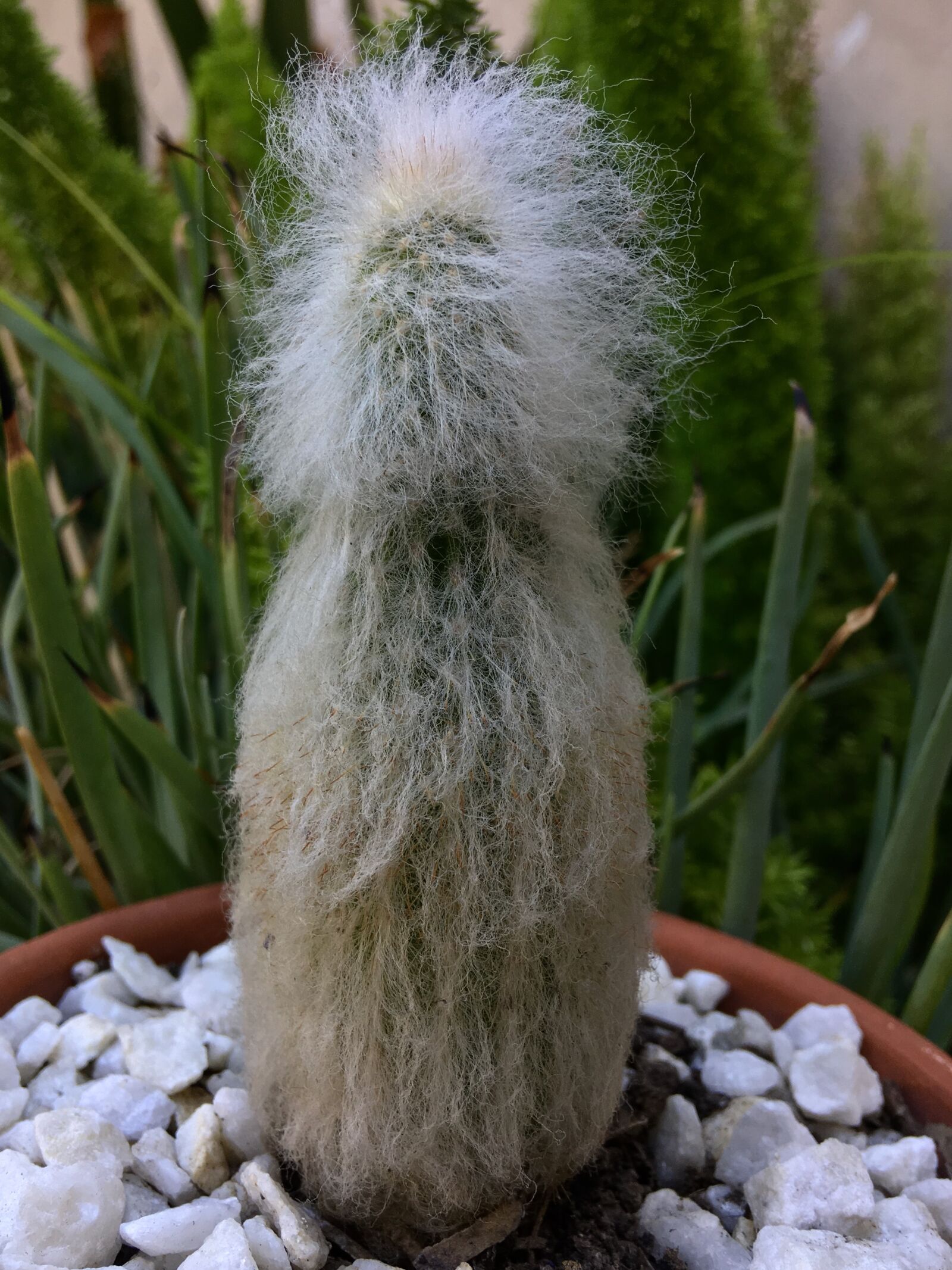 Apple iPhone 6s Plus sample photo. Cactus, plant, thorns photography