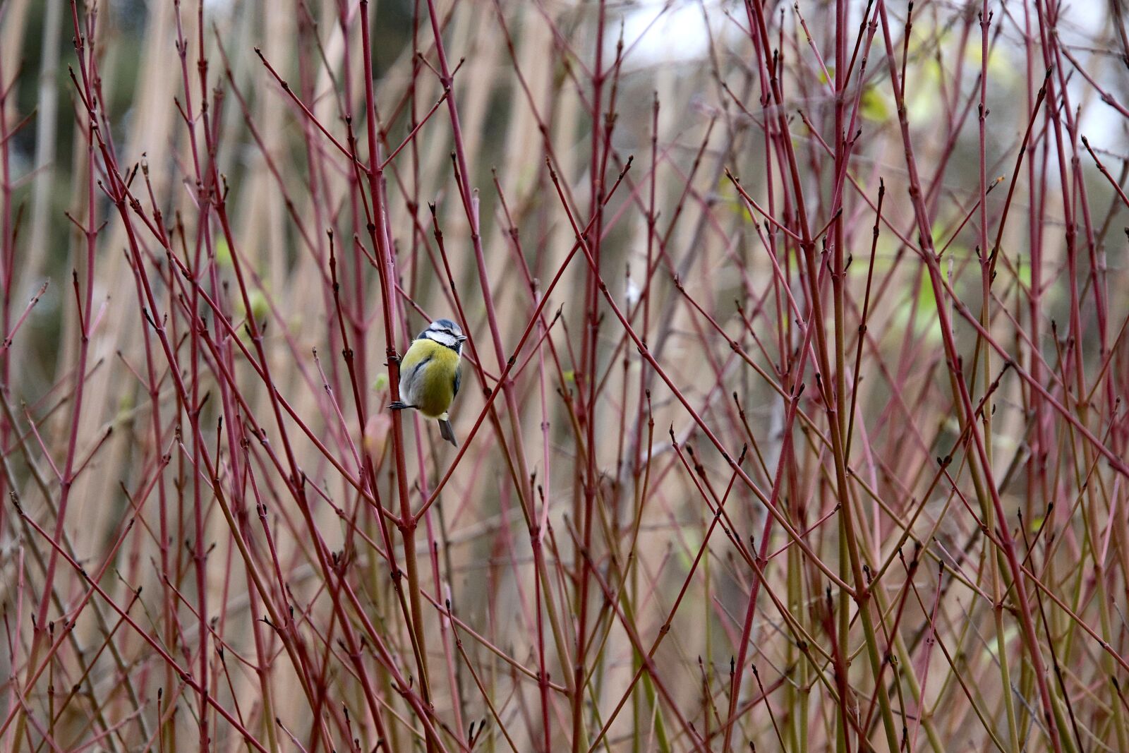 Canon EOS 800D (EOS Rebel T7i / EOS Kiss X9i) sample photo. Blue tit, sparrows, birds photography