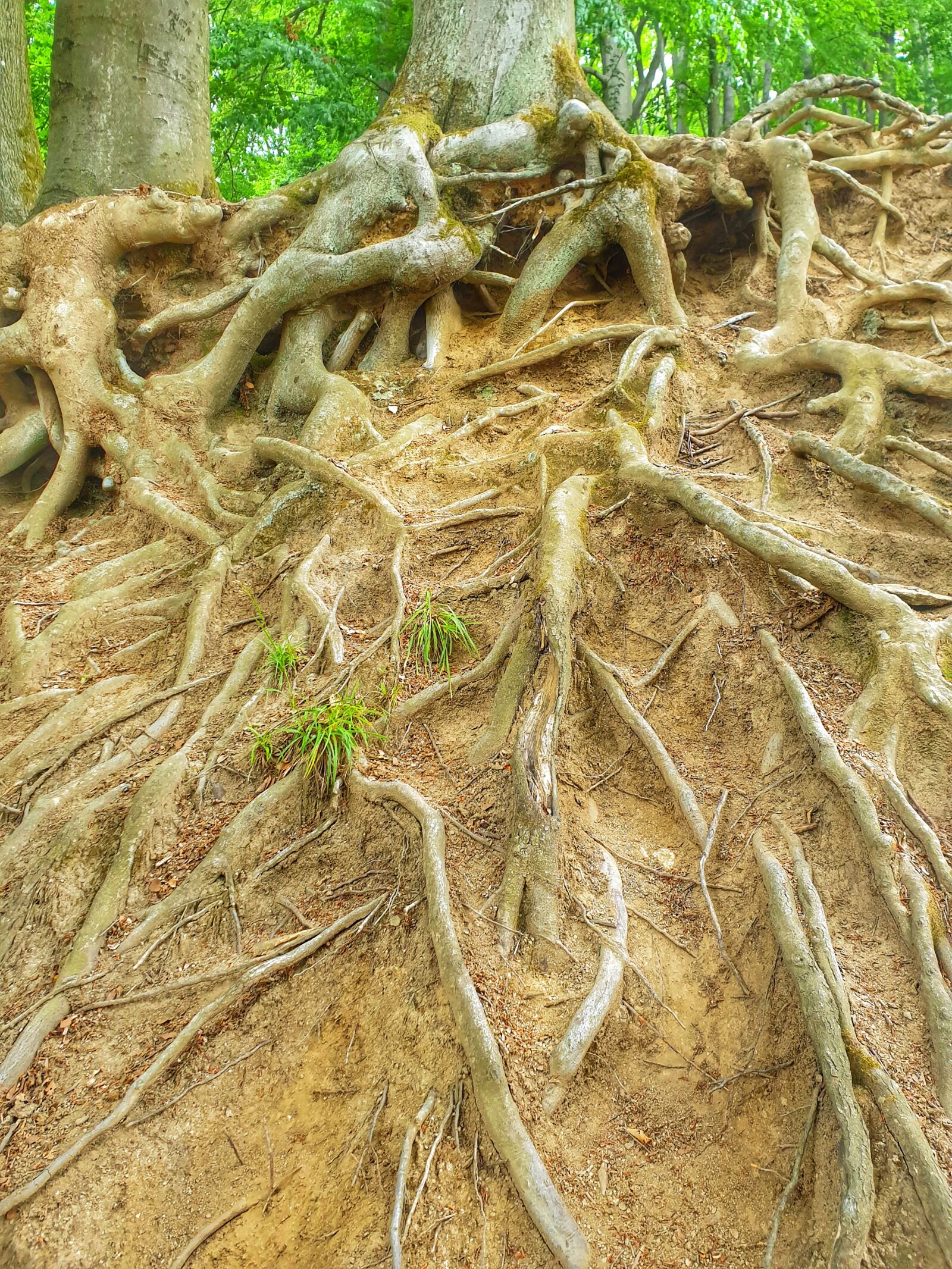 Samsung Galaxy S9 sample photo. Root, tree, nature photography