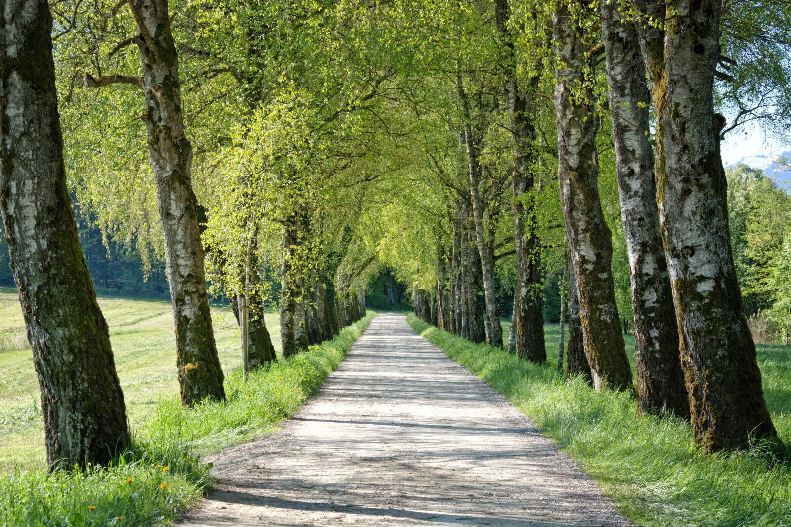 55.0-200.0mm f/4.0-f/5.6 sample photo. Spring, avenue, trees photography