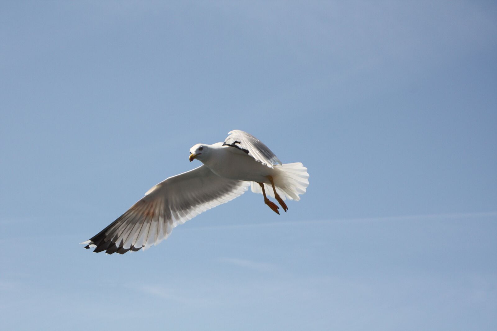 Canon EOS 450D (EOS Rebel XSi / EOS Kiss X2) sample photo. Seagull, blue sky, freedom photography