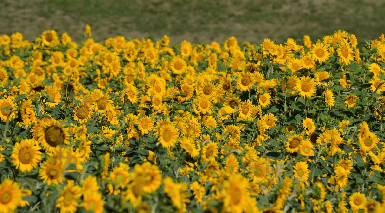Nikon D5100 sample photo. Sunflower, field, nature photography