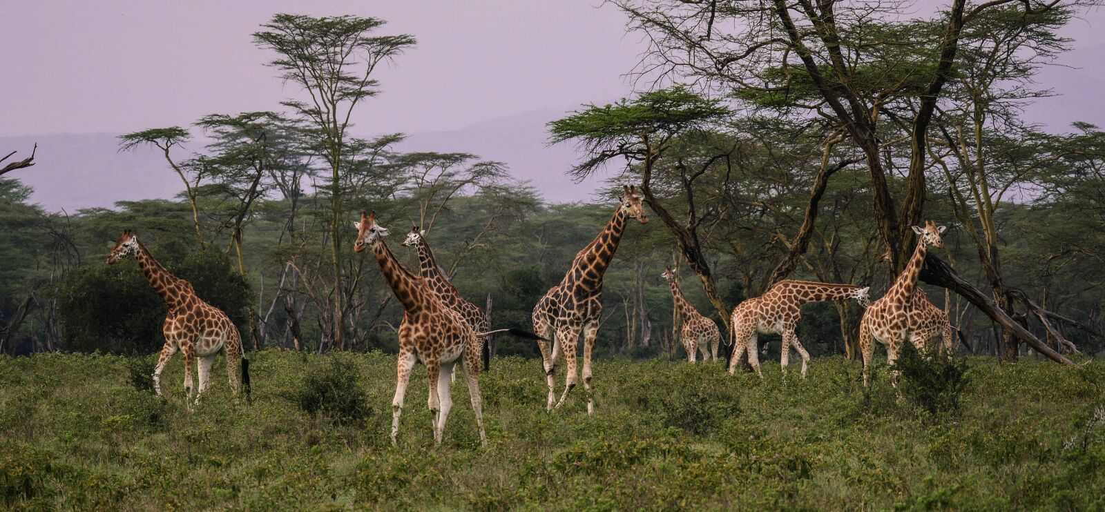 Panasonic Lumix DMC-GX8 + LEICA DG 100-400/F4.0-6.3 sample photo. Giraffes, flock, savannah photography